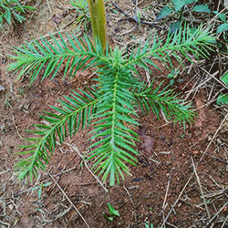 Preservação e reflorestamento das nascentes